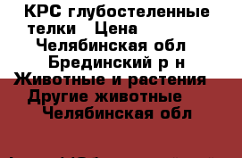 КРС глубостеленные телки › Цена ­ 32 000 - Челябинская обл., Брединский р-н Животные и растения » Другие животные   . Челябинская обл.